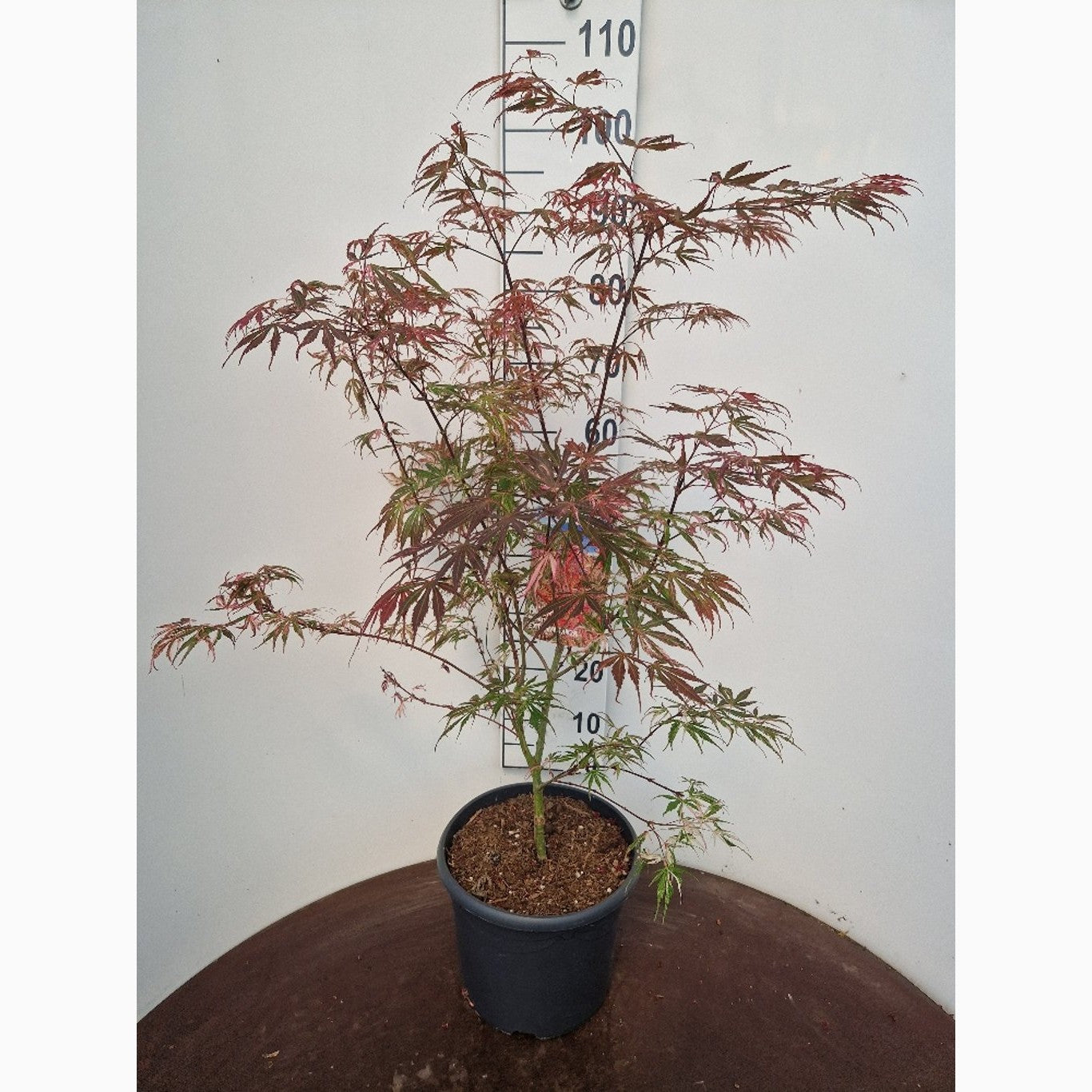 Japansk lönn – Acer pal. 'Extravaganza' - C10 50-60 CM